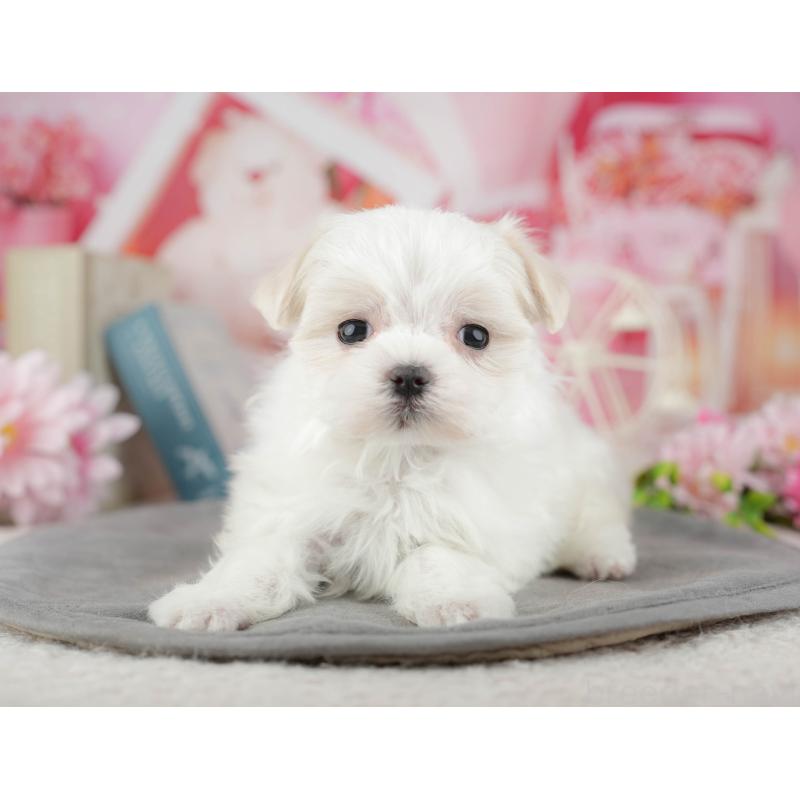 販売中の千葉県のマルチーズ-446688の11枚目