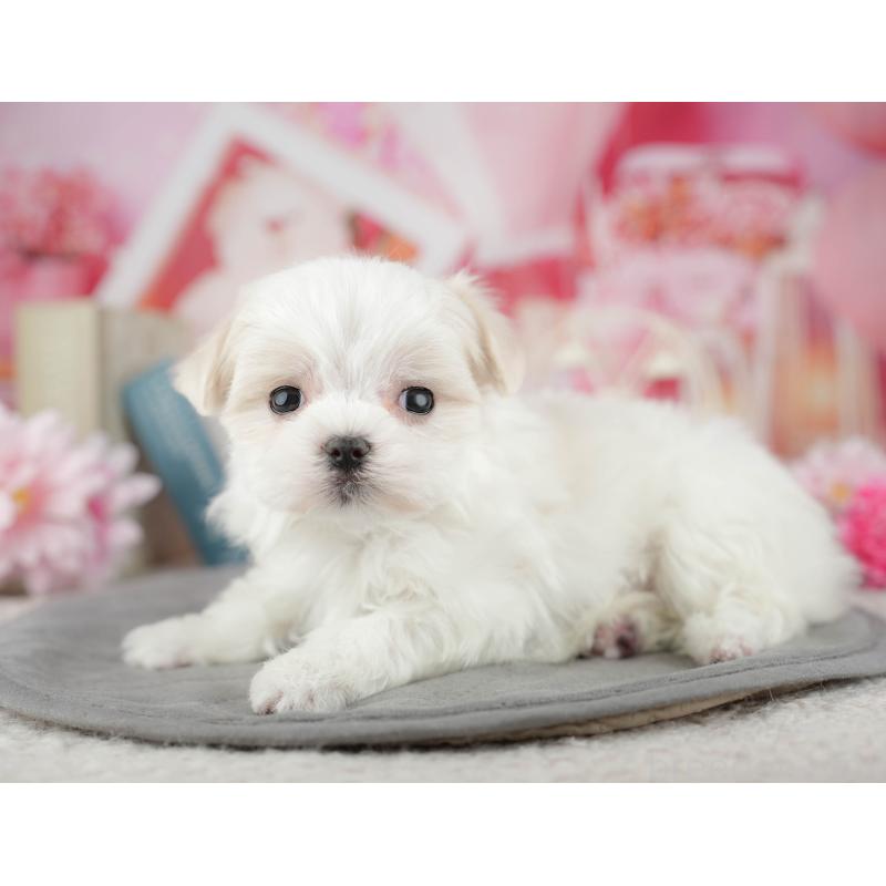 販売中の千葉県のマルチーズ-446688の10枚目