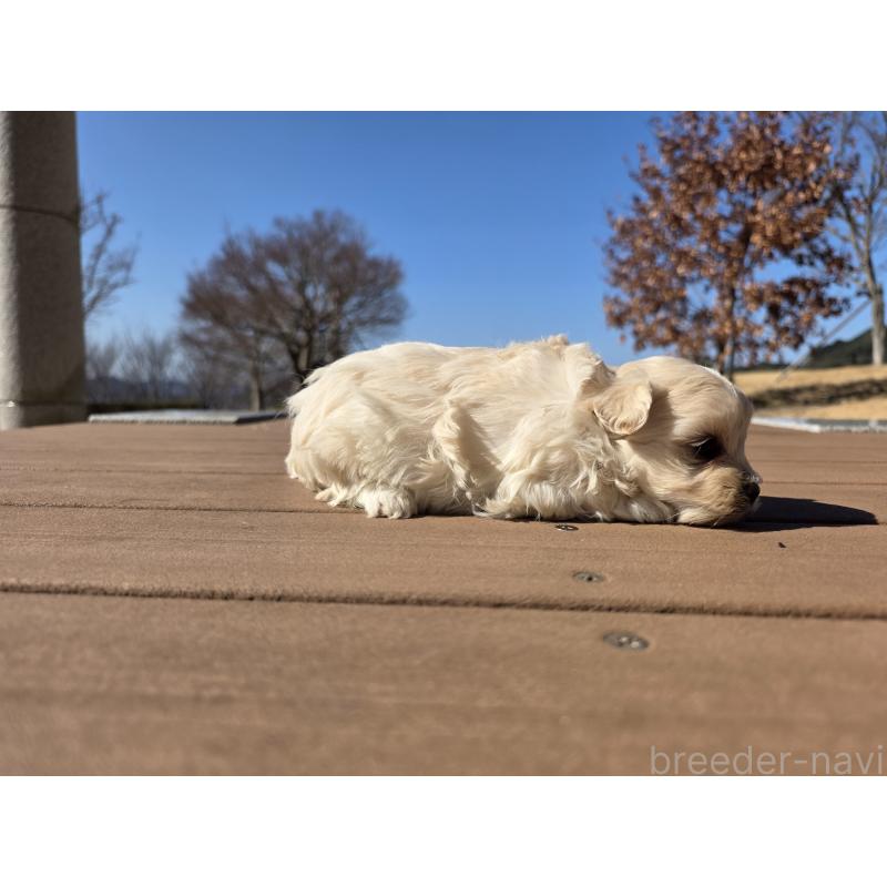 販売中の山口県のマルプー:マルチーズ×トイプードル-446685の2枚目