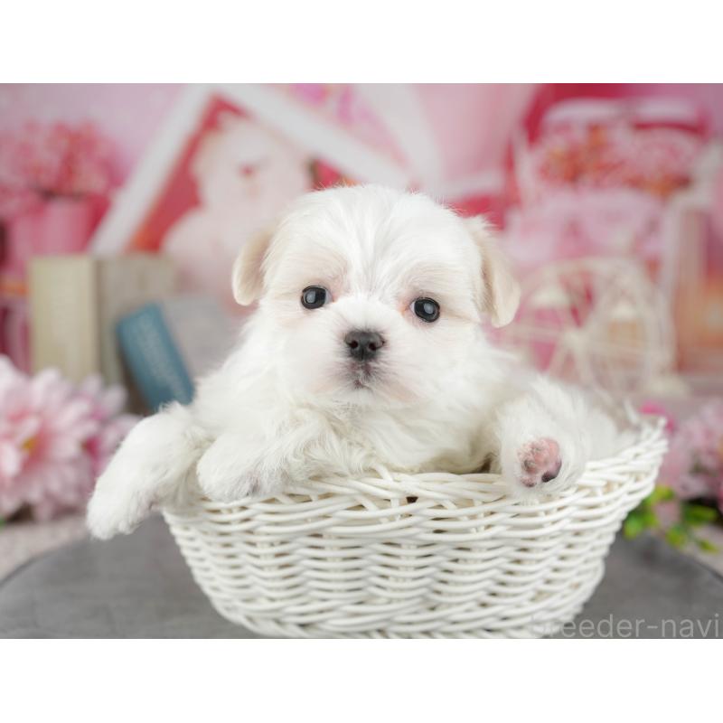 販売中の千葉県のマルチーズ-446688の8枚目