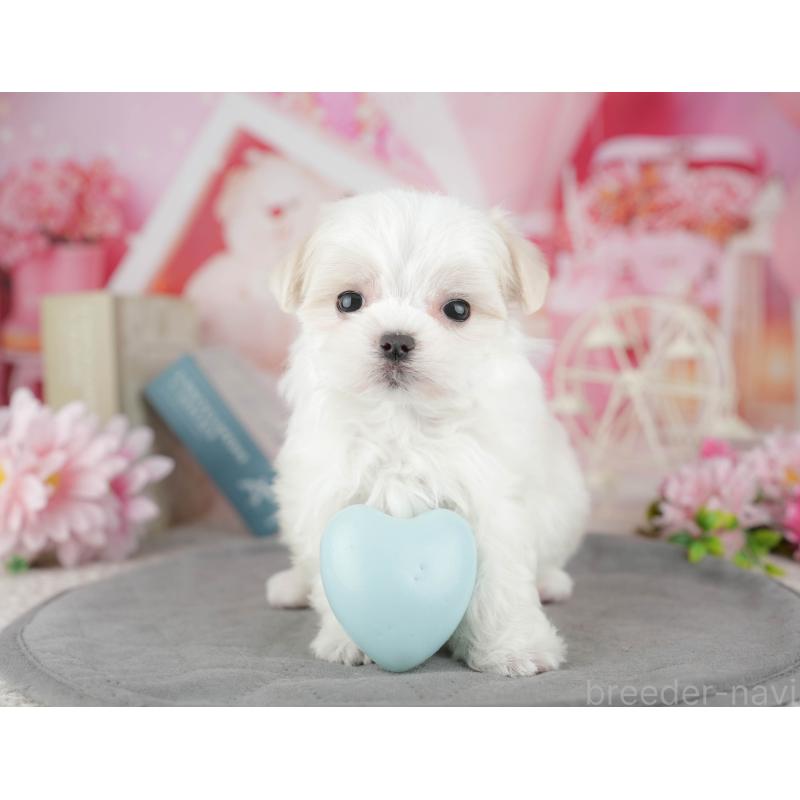 販売中の千葉県のマルチーズ-446688の7枚目