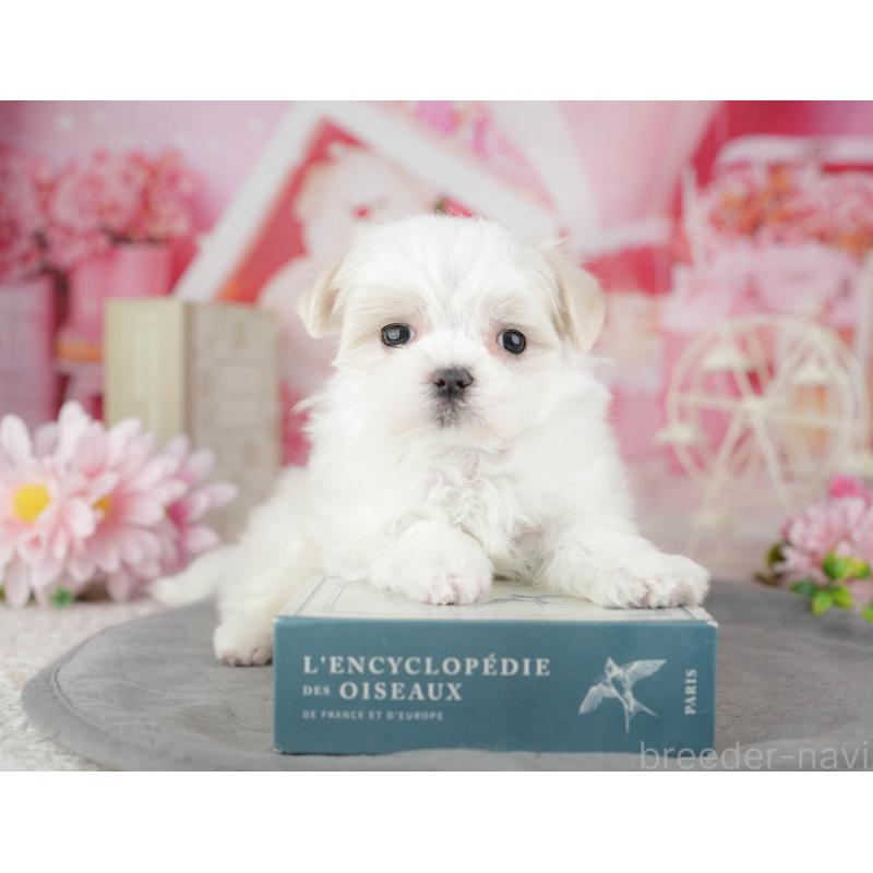 販売中の千葉県のマルチーズ-446688の5枚目