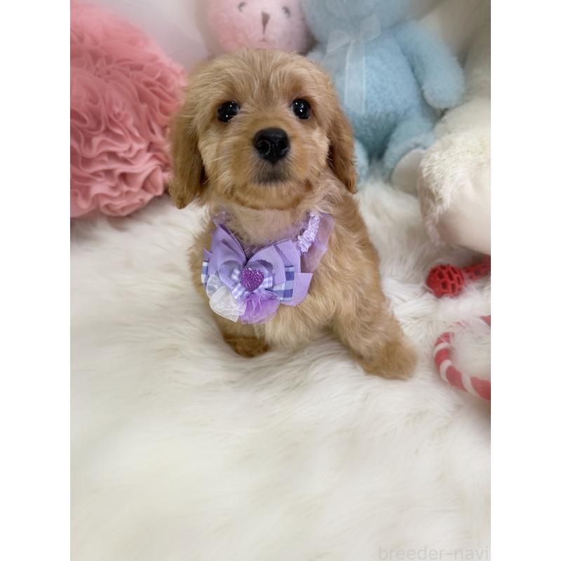 販売中の香川県のダップー:ミニチュアダックスフンド×トイプードル-440188の4枚目