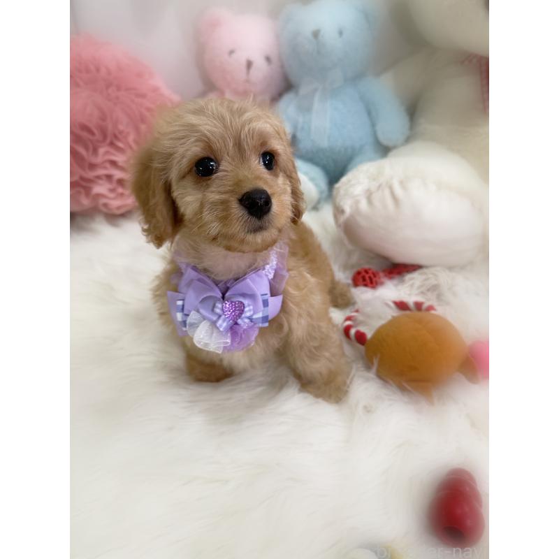 販売中の香川県のダップー:ミニチュアダックスフンド×トイプードル-440188の3枚目