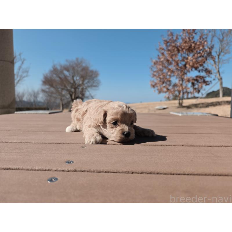 販売中の山口県のマルプー:マルチーズ×トイプードル-446686の4枚目