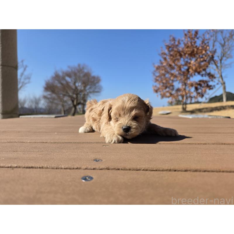 販売中の山口県のマルプー:マルチーズ×トイプードル-446686の2枚目