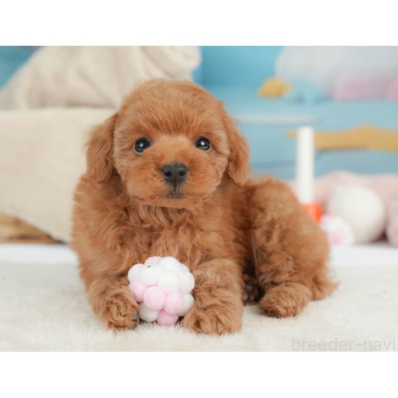 販売中の栃木県のトイプードル-446695の11枚目