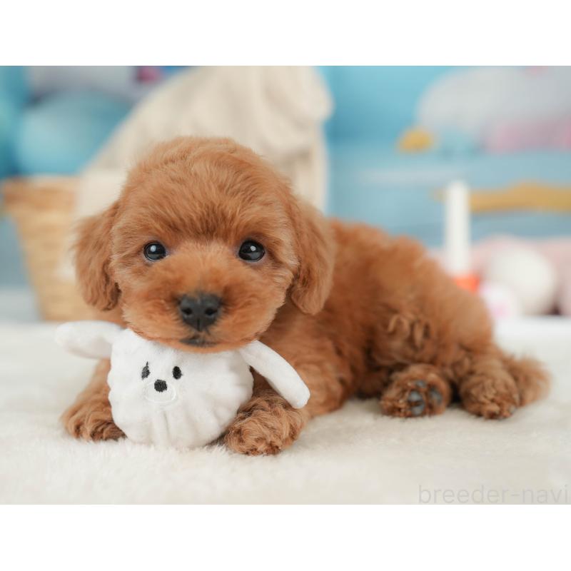 販売中の栃木県のトイプードル-446695の10枚目