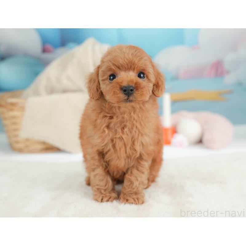 販売中の栃木県のトイプードル-446695の9枚目