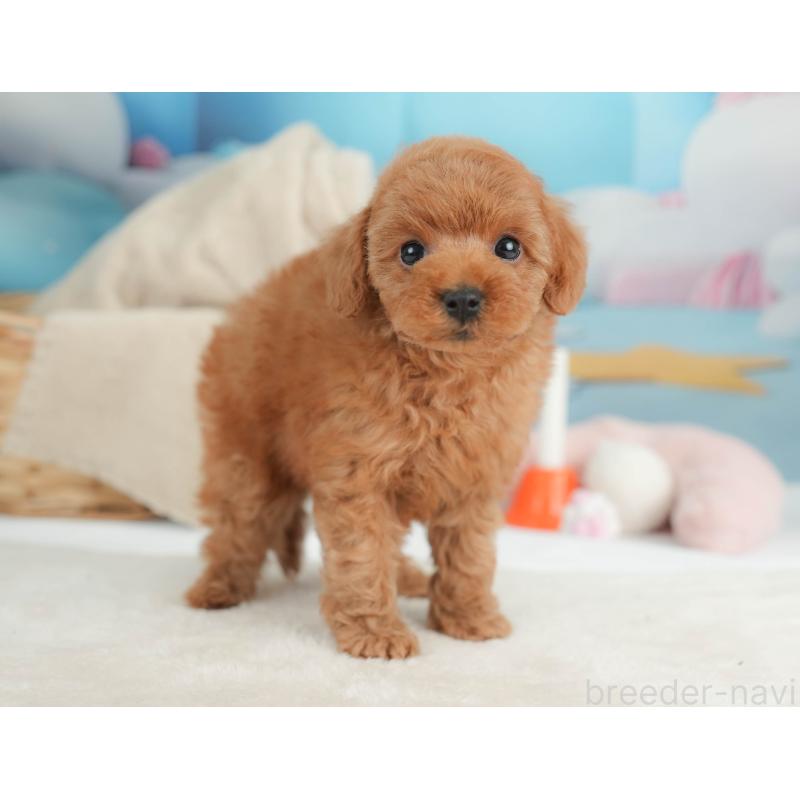 販売中の栃木県のトイプードル-446695の6枚目