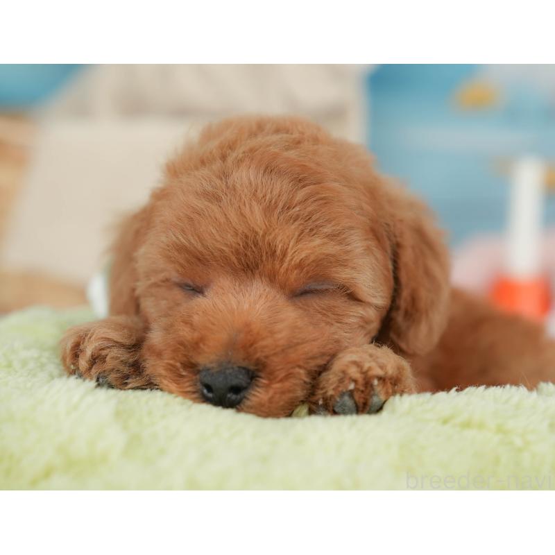 販売中の栃木県のトイプードル-446695の5枚目