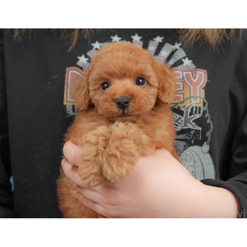 販売中の栃木県のトイプードル-446695の4枚目