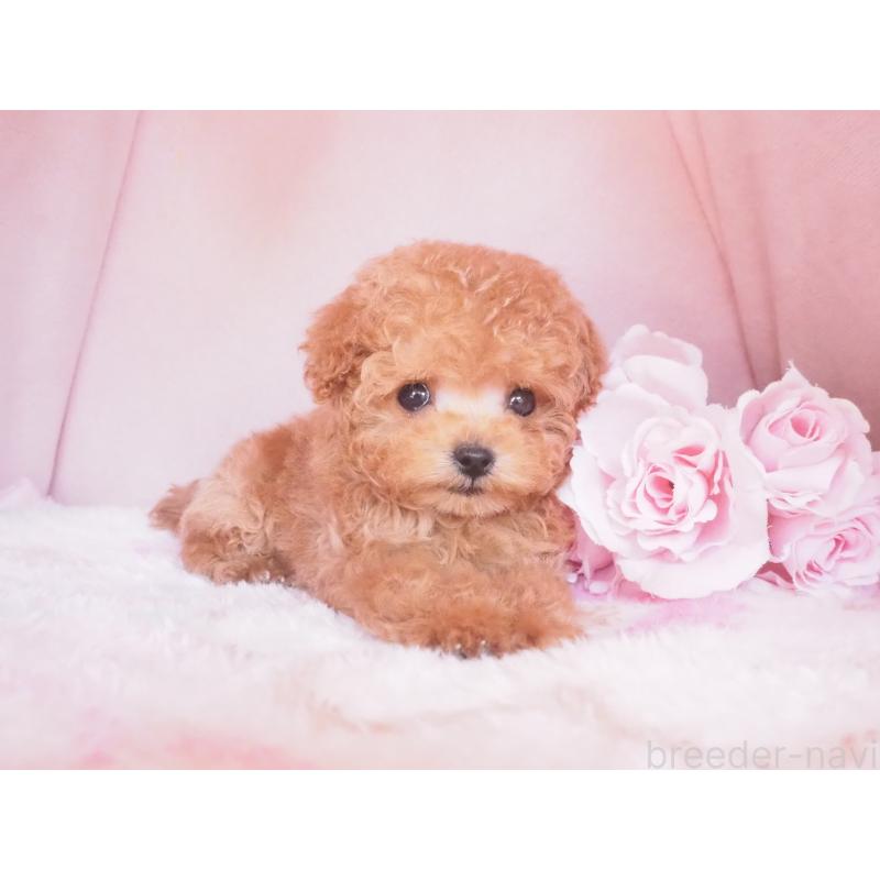 販売中の岡山県のティーカッププードル-446689の3枚目