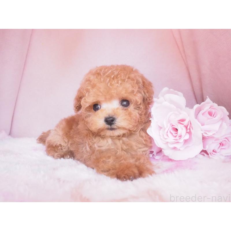 販売中の岡山県のティーカッププードル-446689の2枚目