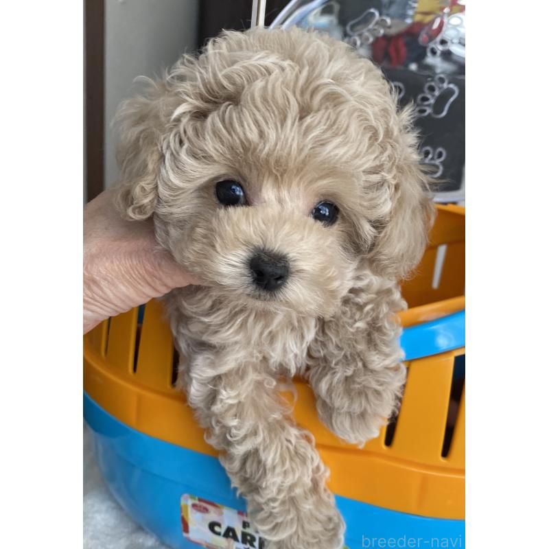 販売中の愛知県のタイニープードル-446691