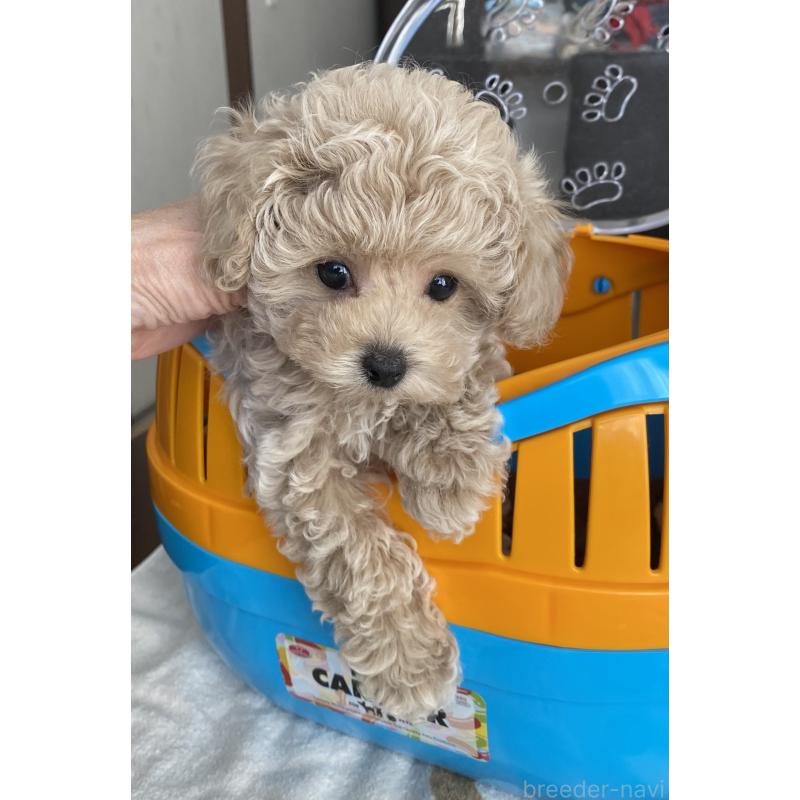 販売中の愛知県のタイニープードル-446691の4枚目