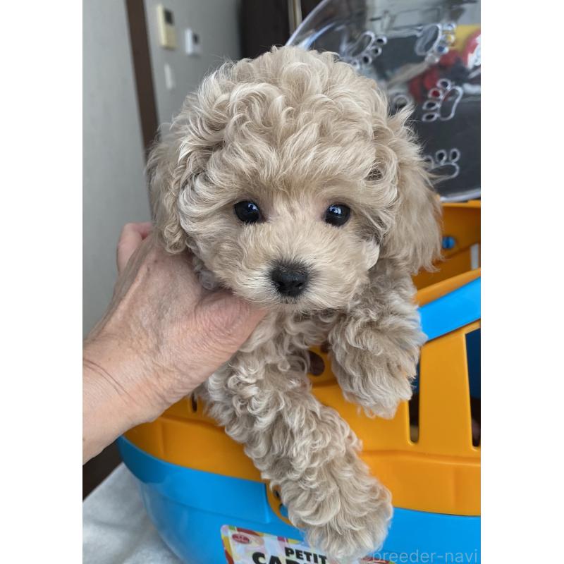 販売中の愛知県のタイニープードル-446691の2枚目