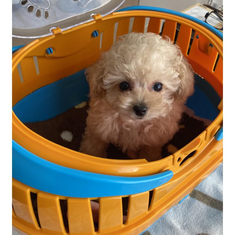 販売中の愛知県のティーカッププードル-446694の4枚目