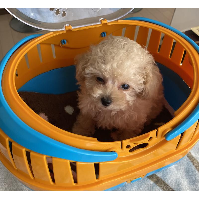 販売中の愛知県のティーカッププードル-446694の3枚目