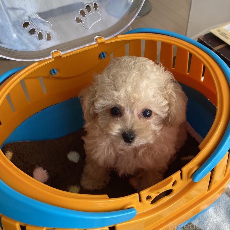 販売中の愛知県のティーカッププードル-446694の2枚目