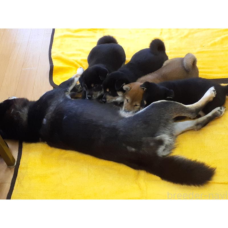 販売中の山梨県の柴犬-446679の2枚目