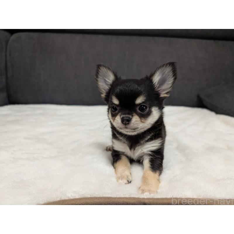 販売中の愛知県のチワワ(ロングコート)-437552の12枚目