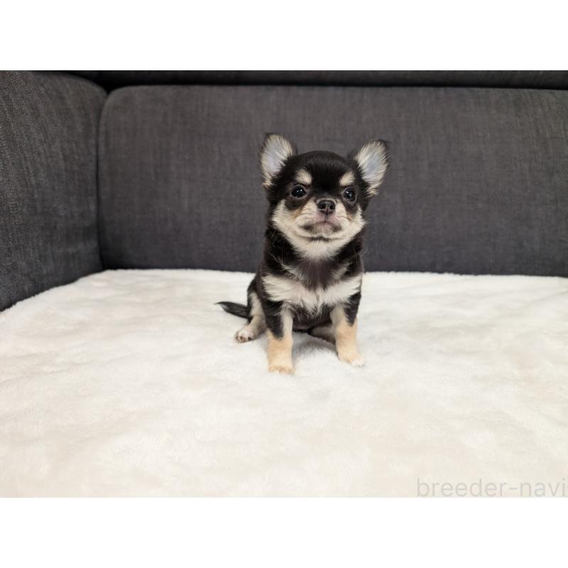 販売中の愛知県のチワワ(ロングコート)-437552の10枚目