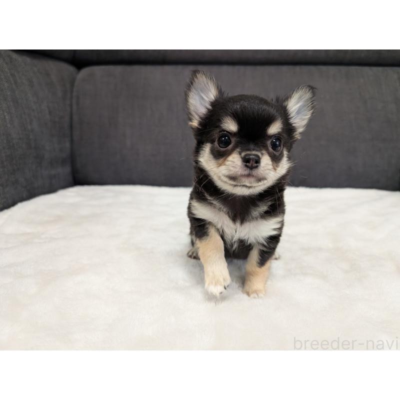 販売中の愛知県のチワワ(ロングコート)-437552の8枚目