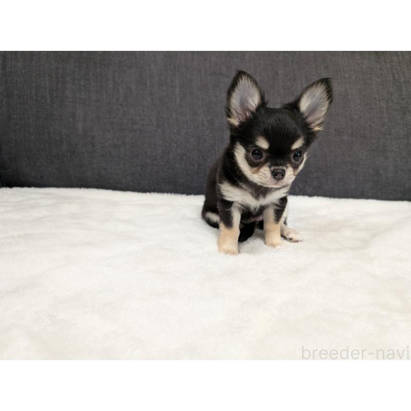 販売中の愛知県のチワワ(ロングコート)-437552の7枚目