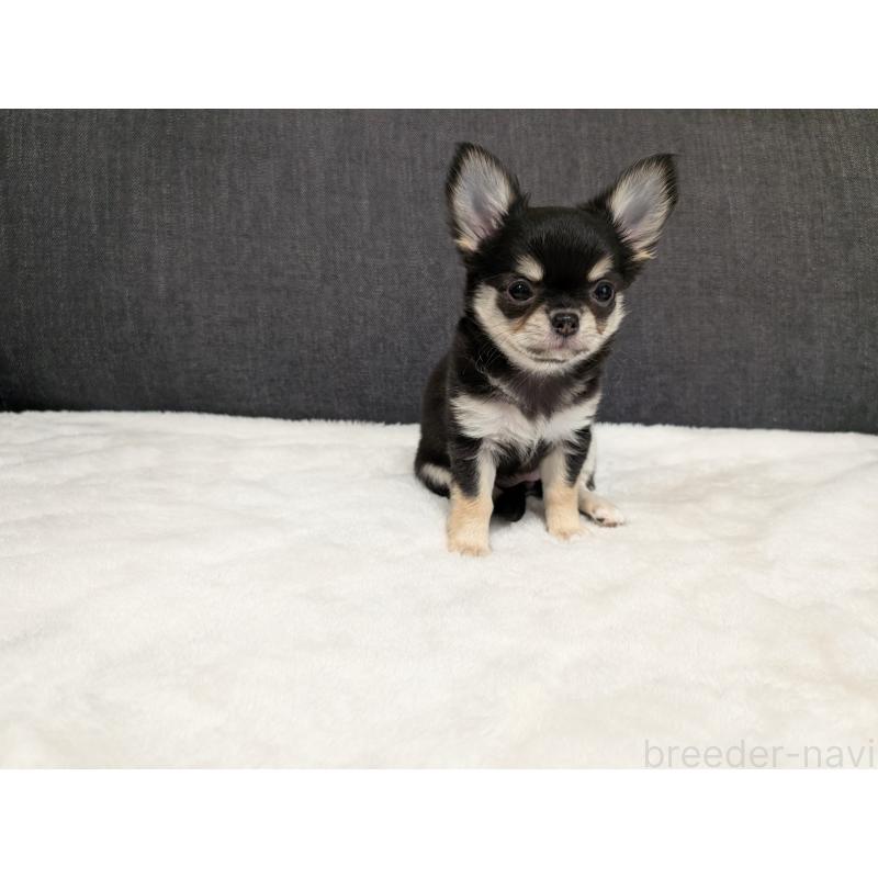 販売中の愛知県のチワワ(ロングコート)-437552の6枚目