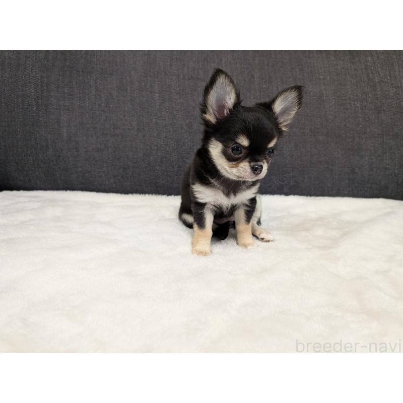 販売中の愛知県のチワワ(ロングコート)-437552の5枚目