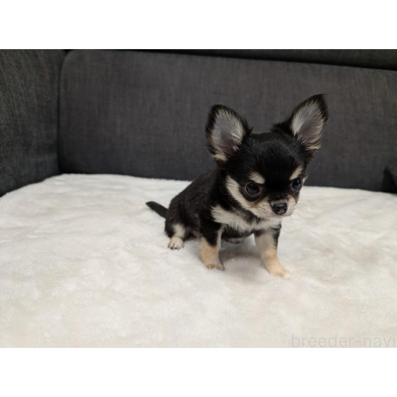 販売中の愛知県のチワワ(ロングコート)-437552の3枚目