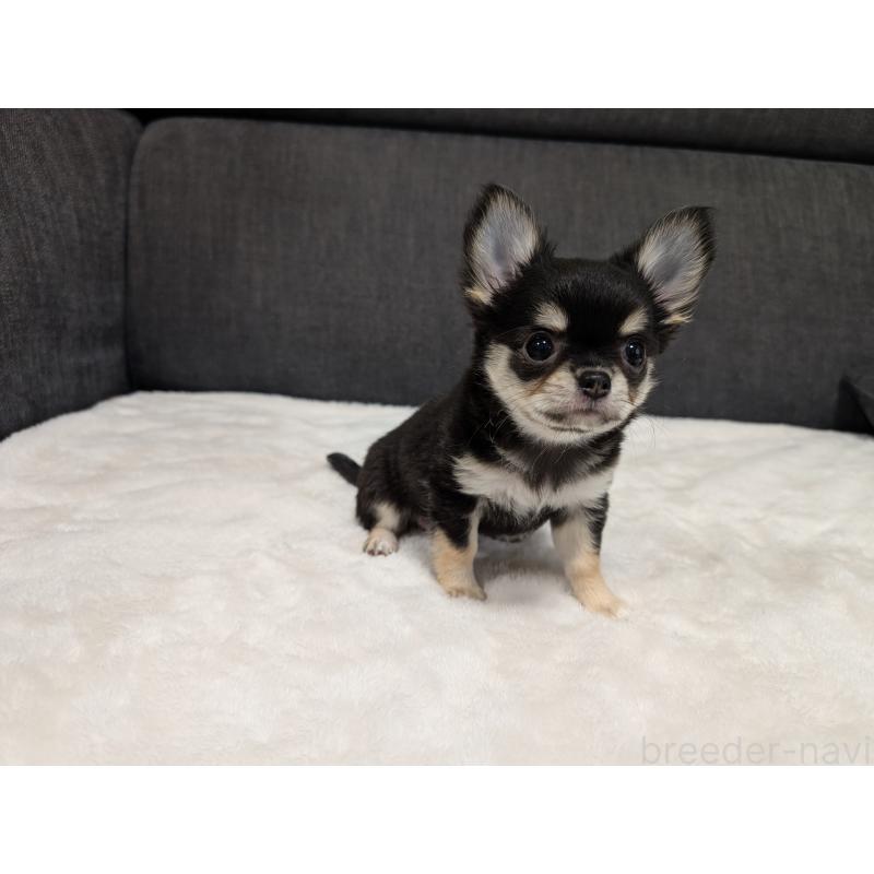 販売中の愛知県のチワワ(ロングコート)-437552の2枚目