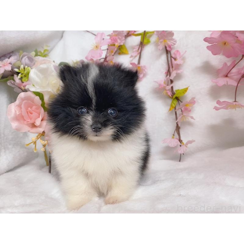 販売中の千葉県のポメラニアン-440092の2枚目