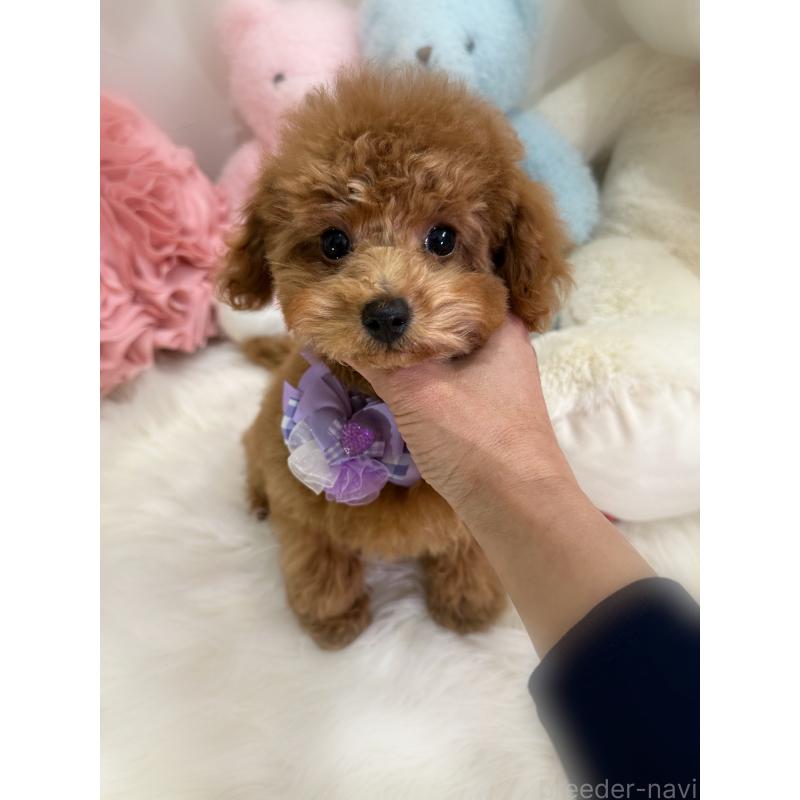 販売中の香川県のトイプードル-430498の7枚目