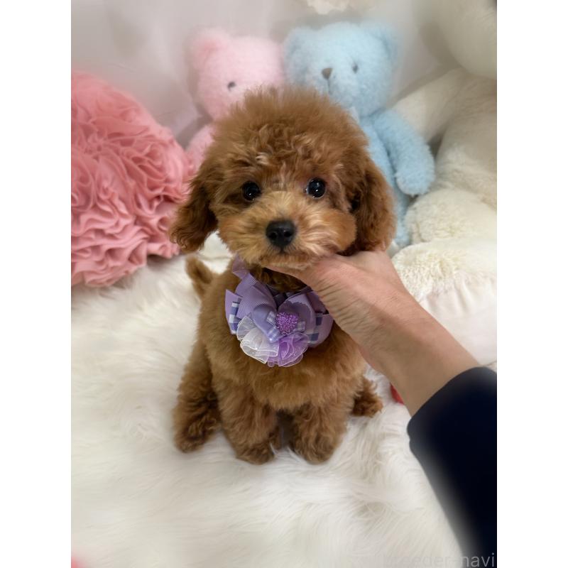 販売中の香川県のトイプードル-430498の6枚目