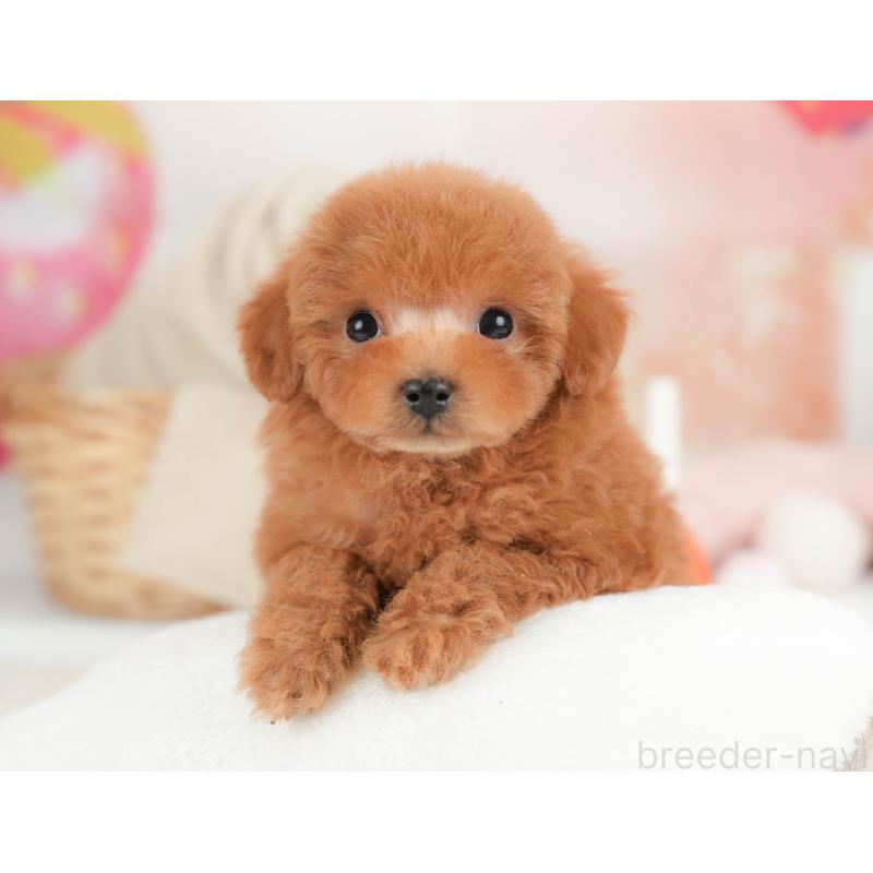 販売中の栃木県のタイニープードル-446703