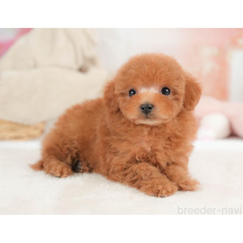 販売中の栃木県のタイニープードル-446703の10枚目