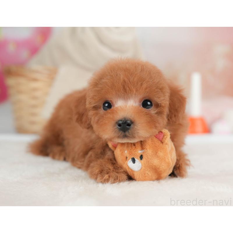 販売中の栃木県のタイニープードル-446703の8枚目