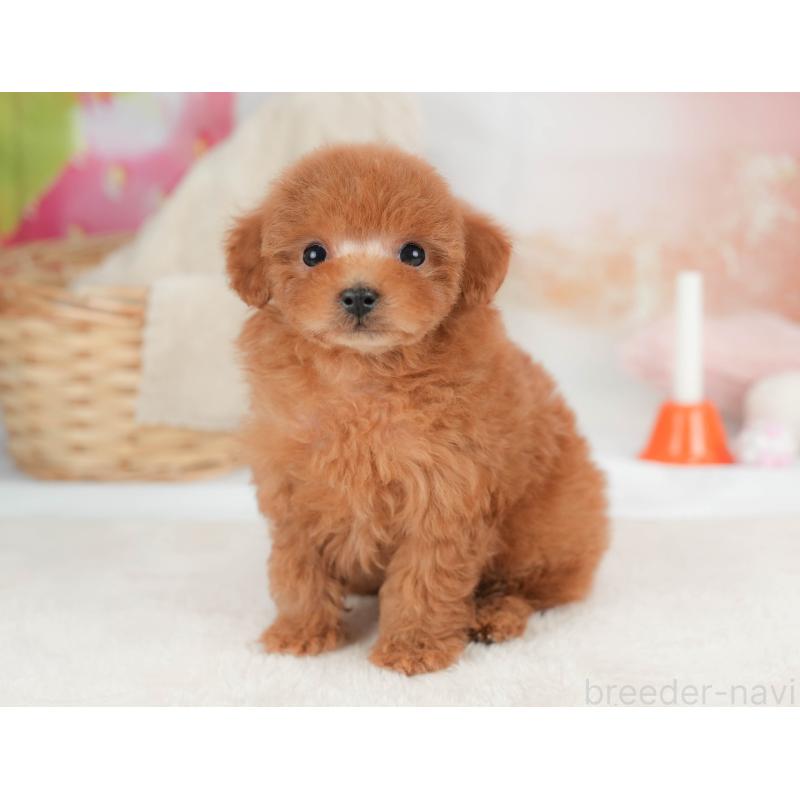 販売中の栃木県のタイニープードル-446703の7枚目