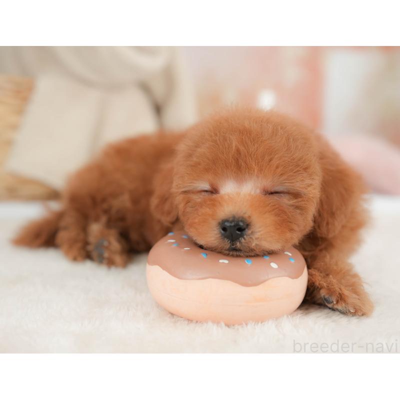 販売中の栃木県のタイニープードル-446703の6枚目