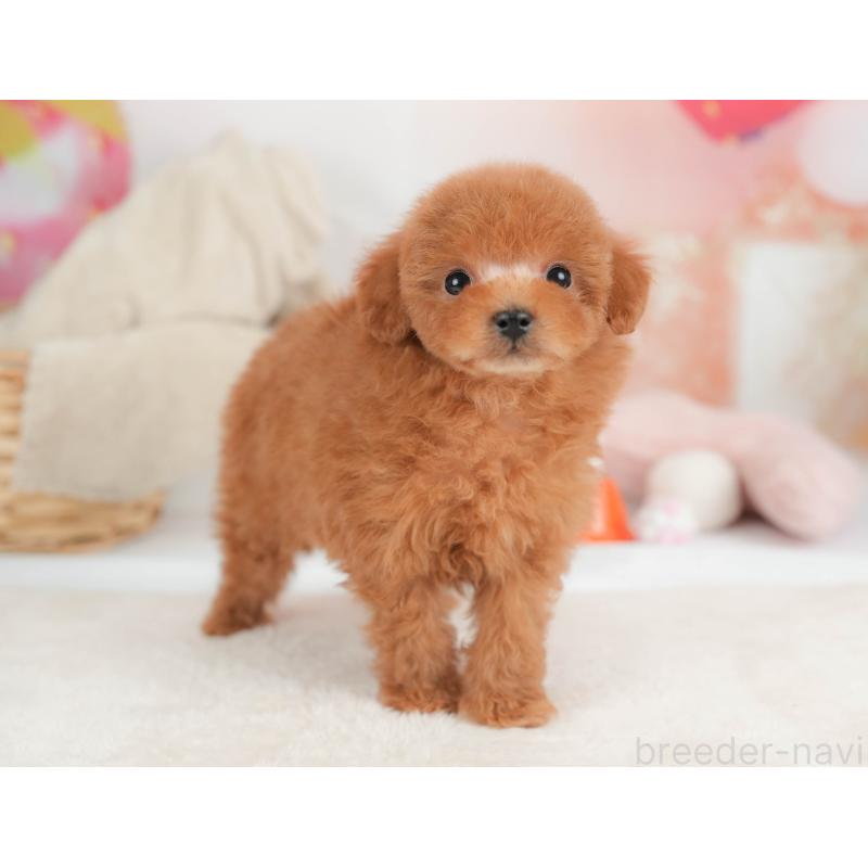 販売中の栃木県のタイニープードル-446703の5枚目