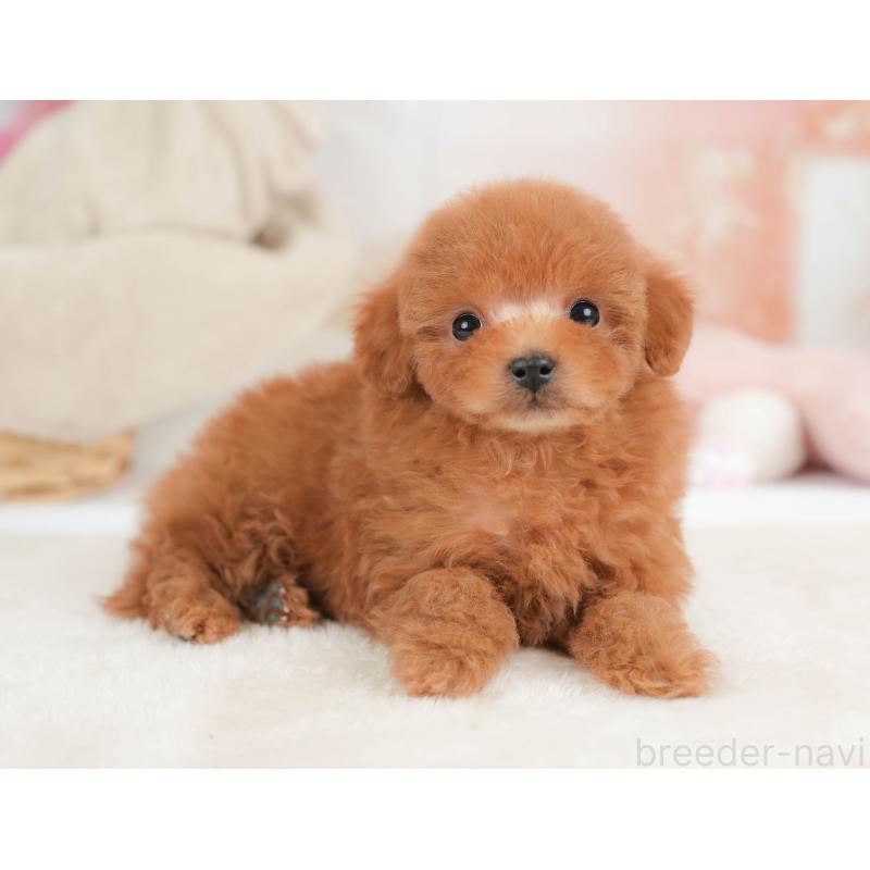 販売中の栃木県のタイニープードル-446703の4枚目