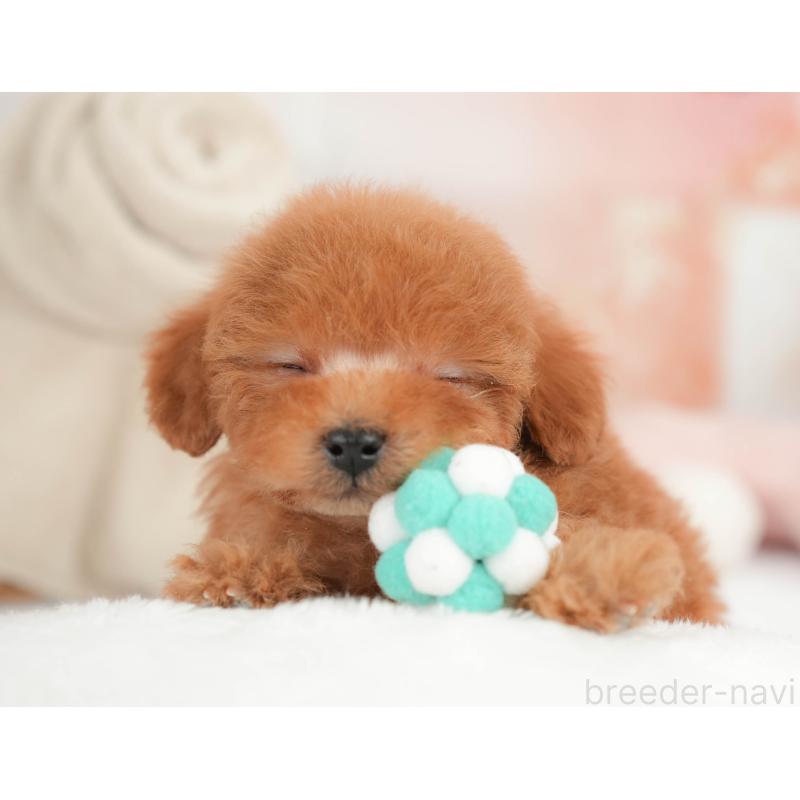 販売中の栃木県のタイニープードル-446703の3枚目