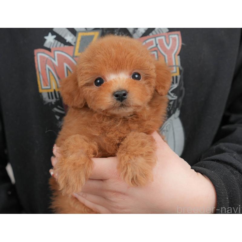 販売中の栃木県のタイニープードル-446703の2枚目