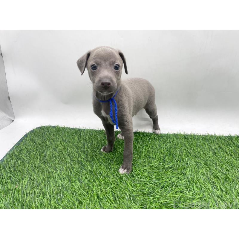 販売中の愛知県のイタリアングレーハウンド(イタグレ)-446705