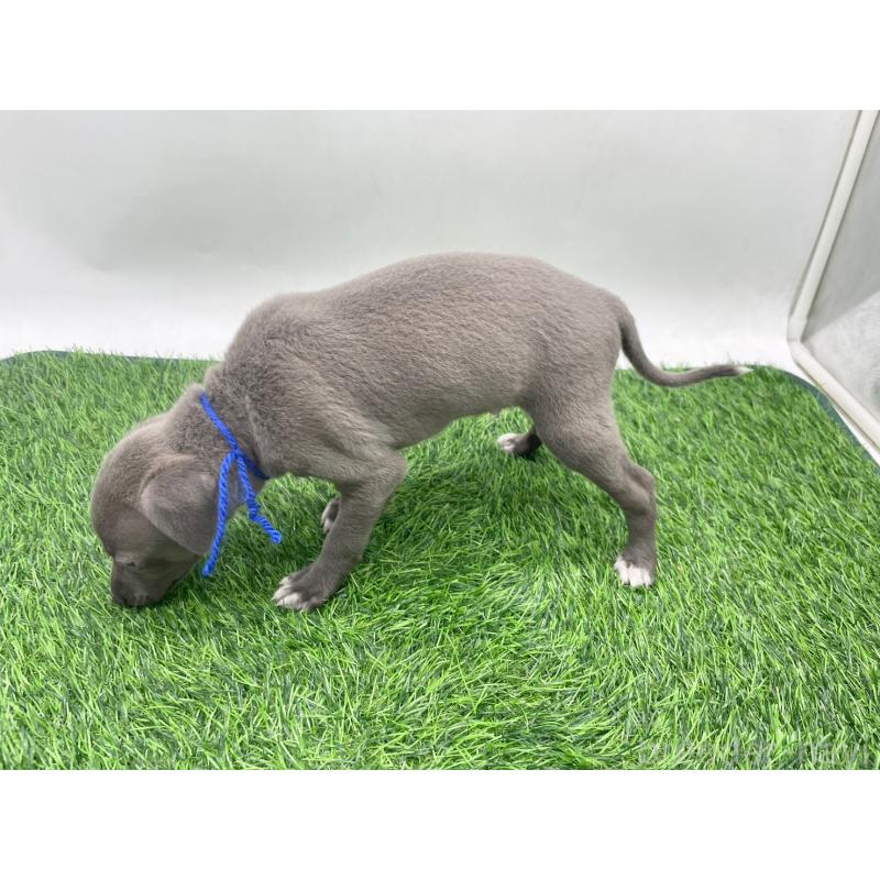 販売中の愛知県のイタリアングレーハウンド(イタグレ)-446705の3枚目