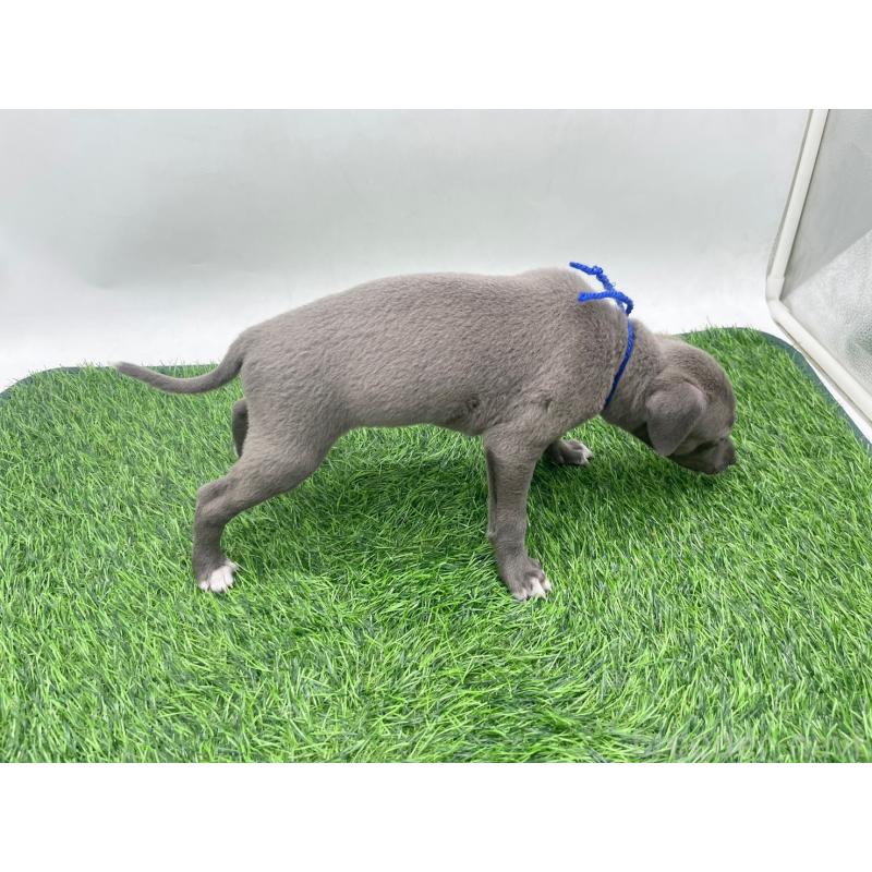 販売中の愛知県のイタリアングレーハウンド(イタグレ)-446705の2枚目