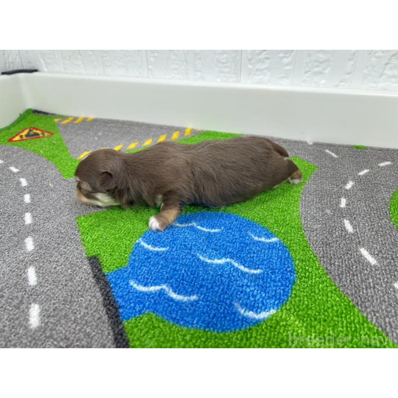 販売中の愛知県のチワワ(ロングコート)-446707の6枚目