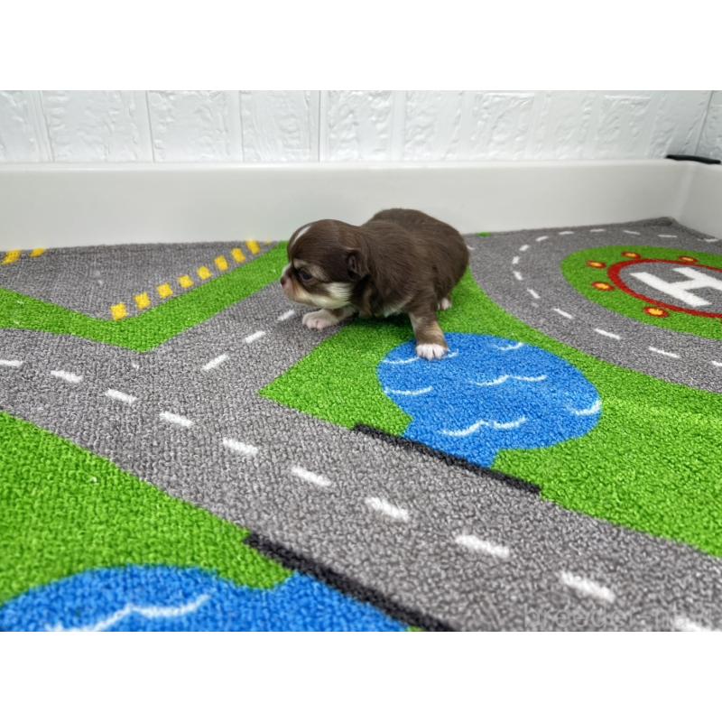 販売中の愛知県のチワワ(ロングコート)-446707の4枚目